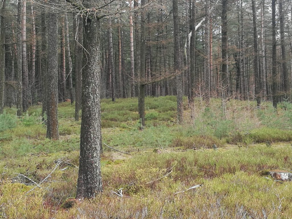 Abb. 8: Erhöhung, unter der das nordwestliche Clavicula-Tor liegt